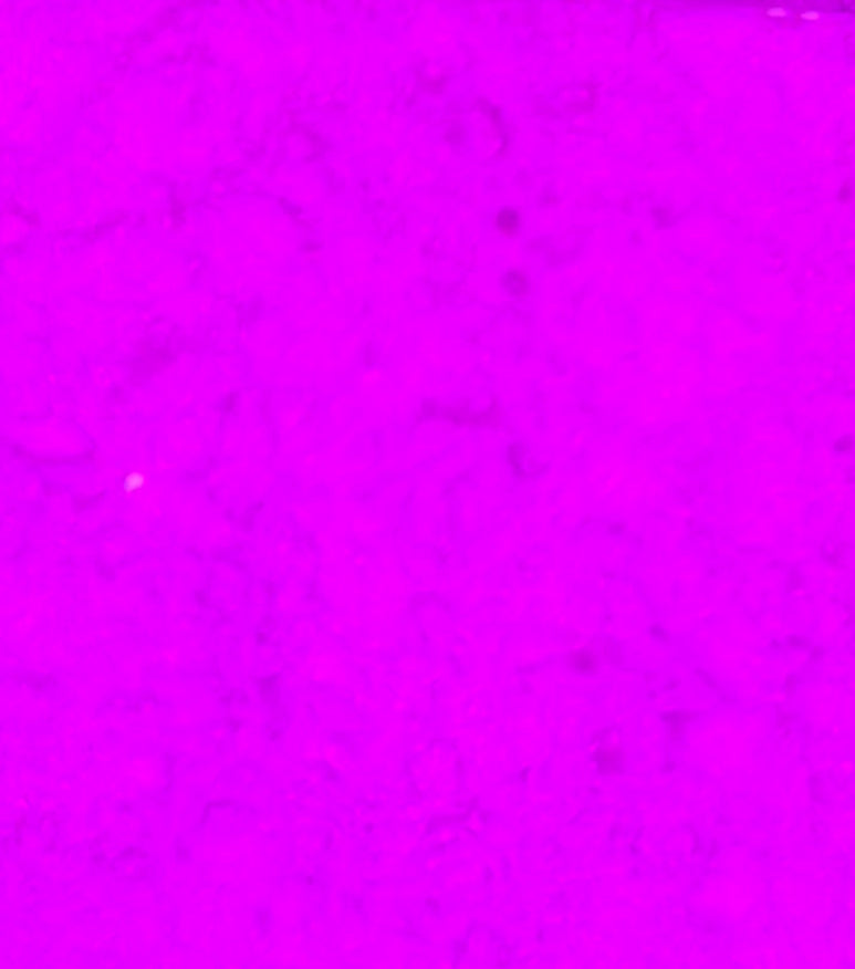 Barney